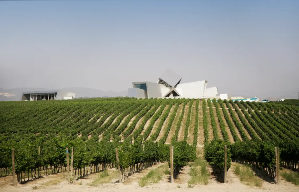 Bodega Sommos viñedo